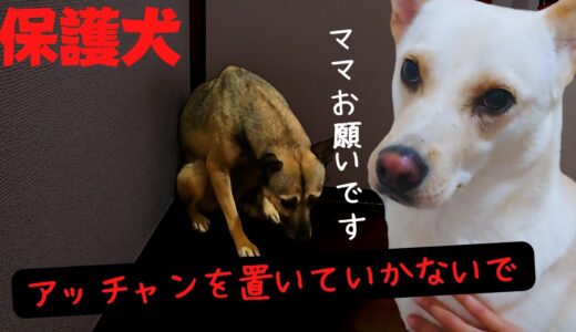 【保護犬】置き去りにされたトラウマです。