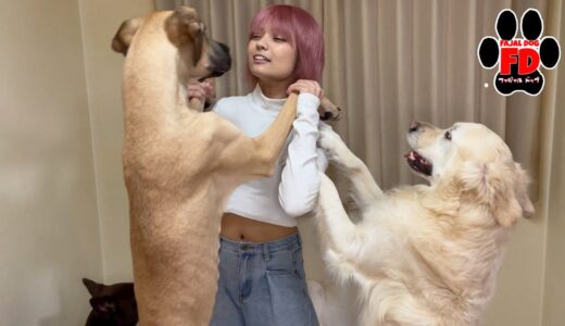 【超大型犬】なのに小型犬並みの小心者グレートデン子犬