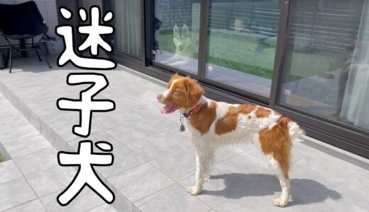 撮影中に迷子の犬がやってきたので保護しました