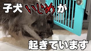 子犬が成犬に噛まれるようになりました【危険サイン】