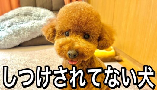 躾（しつけ）してない犬との生活見せます。【自由育成のプードル】