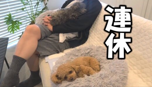 【パパと犬のGW】ウチのしょぼい連休の内容がこちら