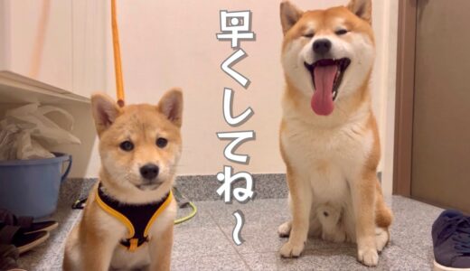 何がなんでも絶対に足を拭くまでは玄関から一歩も動かない柴犬