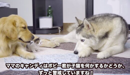 ハスキー犬から必死で子猫を守ろうとしているゴールデンレトリバー