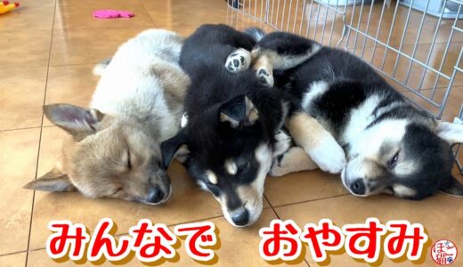 【子犬　保護犬 　野犬】散らかした後は・・・