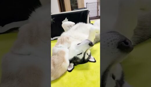 子猫が５月病でだらだらするハスキー犬に必殺技を…笑#shorts