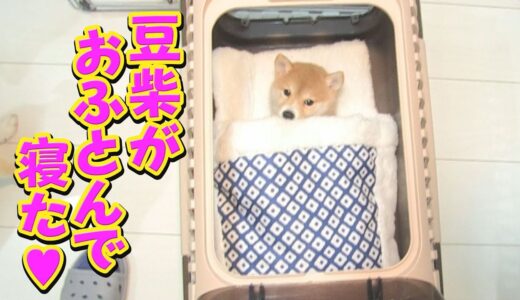 日本人が愛する日本犬の可愛い寝方が可愛すぎる♥