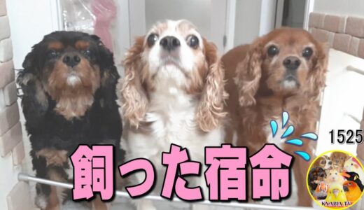 犬を飼うと毎朝晩こうなりますwww ｜キャバリア犬と暮らす動物チャンネル #1525