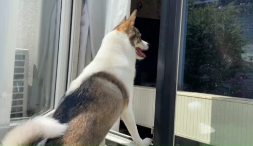 【保護犬】パパの帰りをいち早く察知【子犬】世界で一番パパが好き！？