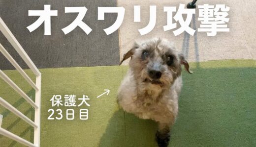 覚えた技で必死にアピールする保護犬、の１日。｜Day23