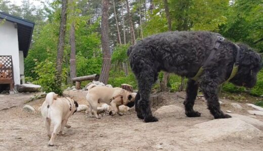 あらゆる犬種の中で最大級！デカ過ぎる超大型犬３匹と遭遇した結果wwwwww