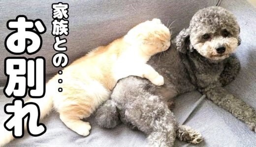 家族とお別れしたくない子猫とハスキー犬が最後にこうなりました…笑