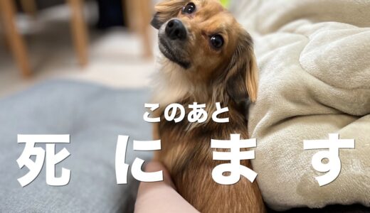 犬が亡くなる直前に見せる行動