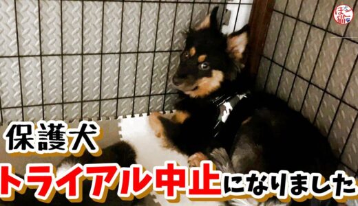 【子犬　保護犬 　野犬】保護犬マロン　トライアル中止になりました