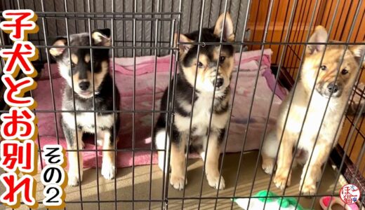 【子犬　保護犬 　野犬】さようなら仔犬たち　バイバイまたね　その２