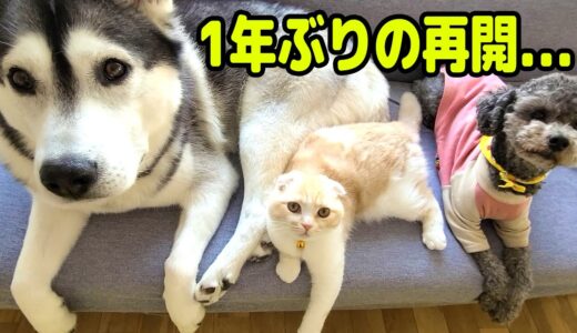 1年ぶりにお兄ちゃんと妹に再会したハスキー犬と子猫の反応がこちら...