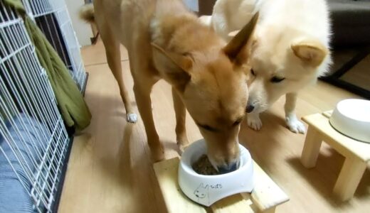 ごはんを横取りしようとして怒られる食いしん坊犬