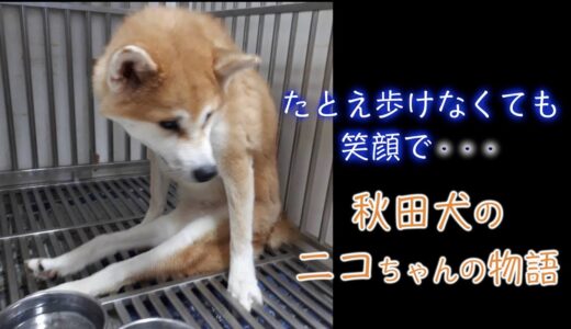 たとえ歩けなくても笑顔で・・・秋田犬のニコちゃんの物語