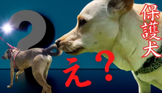 怯え震えていた保護犬アッチャン「初めて見せた〇〇」に感動！ママの涙