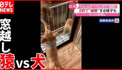 【サルvs犬】サルがベランダに居座り…窓たたき犬を威嚇  栃木・日光市