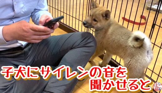 【子犬　保護犬 　野犬】仔犬にサイレンの音を聞かせた時の反応は・・・