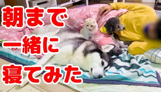 甘えんぼ子猫とハスキー犬達と朝まで一緒に寝てみた結果…笑