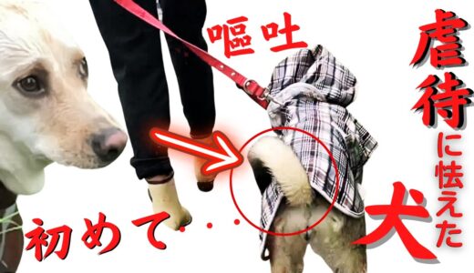 虐待に怯えていた保護犬のシッポが初めて上がり「クルリン」した日、竜之助が吐いてしまった