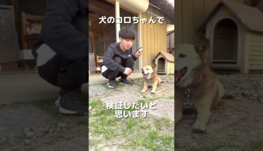 犬の鳴き声をなかやまきんに君にしても違和感ない説www#shorts