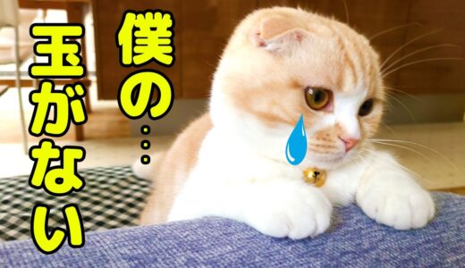 去勢後にタマタマが無い事に気づいた子猫とハスキー犬達の反応に泣けました...