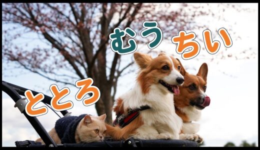 一度目の名前を無くした犬と猫が、心を開いて散歩しました