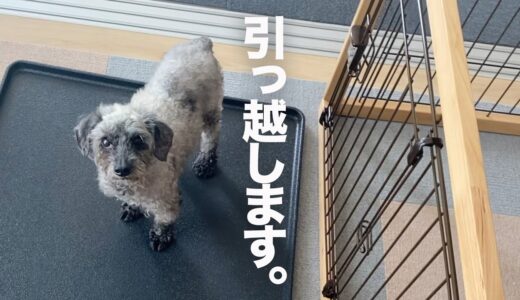 保護犬、おうちを引っ越します。新居へ｜Day16