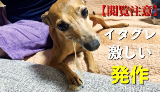 【イタグレ】てんかん発作で激しく震える小型犬に寄り添う優しい大型犬【閲覧注意】