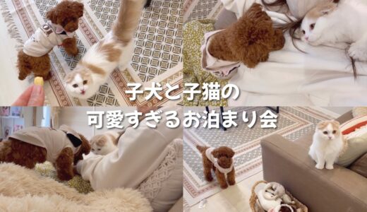 甘え上手選手権！全力で甘えてくる猫と犬が可愛すぎる…！そして愛犬に浮気現場を見られ修羅場となりました。