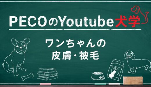 PECOのYoutube犬学～ワンちゃんの皮膚・被毛～