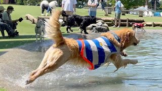 【希少犬種】超大型犬ニューファンドランドと泳いできた！