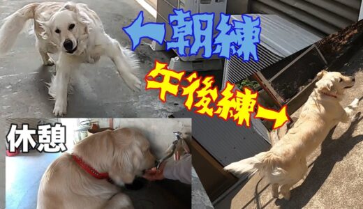 【大型犬を飼う】ということは日々強豪校の部活だと思ってくださいw。