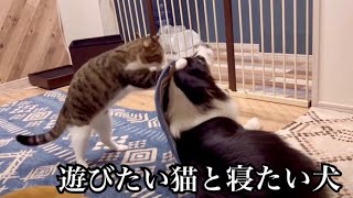 猫「あそべ！」犬「寝かせろ！」