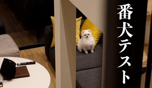 突然犬に吠えられたポメラニアンはどうなる？