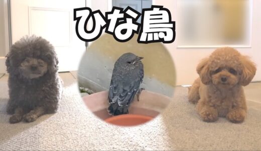 【パパと犬】突然、鳥のヒナが落ちてきた!!