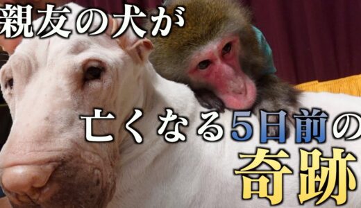 仲良しだった犬が亡くなる5日前…全てを悟ったお猿さんの行動がすごい。