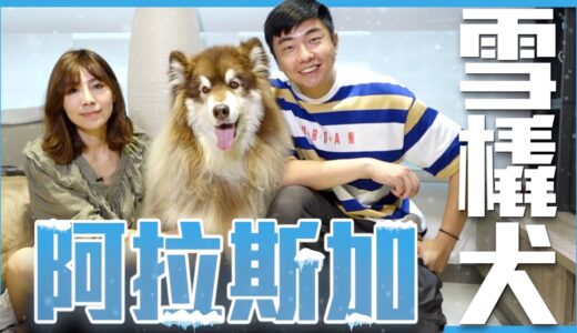 【犬の系列】#阿拉斯加雪橇犬 雪橇三傻中的大哥！擁有狼的血統，耐力持久力一流的最強能力者Alaskan Malamute｜@熊爸估狗