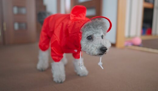 🐶【大失敗!?】犬にはじめてレインコートを着せてみたらこうなりました、、、