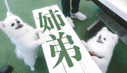 マヨちゃんと再会！BBQできょうだい犬たちが遂に仲良くなる？/ポメラニアン