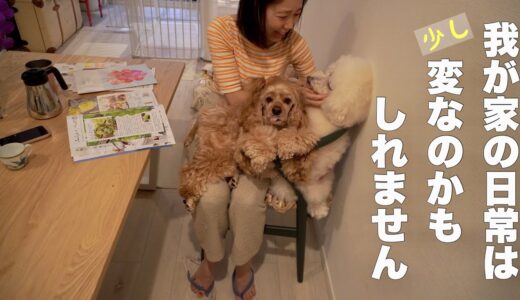 パパとママで甘え方が全然違う犬達【アメコカとトイプードル】