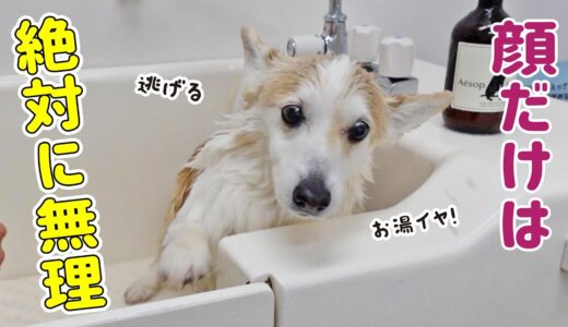 地獄の犬洗いから始まるワンコの休日