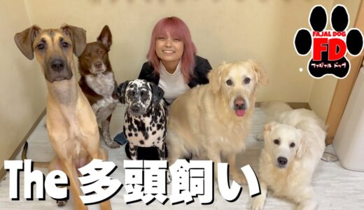 大型犬５匹の多頭飼いって何が大変??