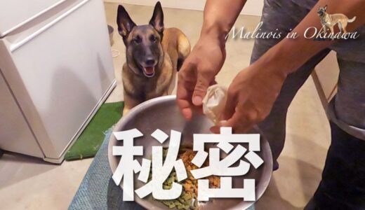 秘密の餌。コレ食べている犬は家のワンコだけ？