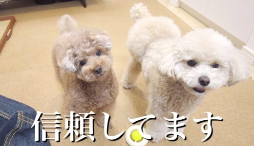 犬が信頼している人にだけ見せる6つの行動がこちらです【トイプードル】