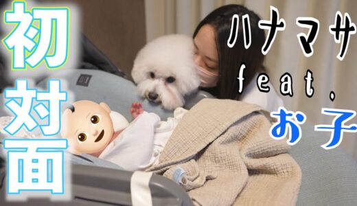 【犬feat.赤子!!】はなまさとお子の初対面が違うそうじゃない。