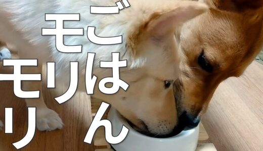 ごはんモリモリ期の犬とイヤイヤ期の犬